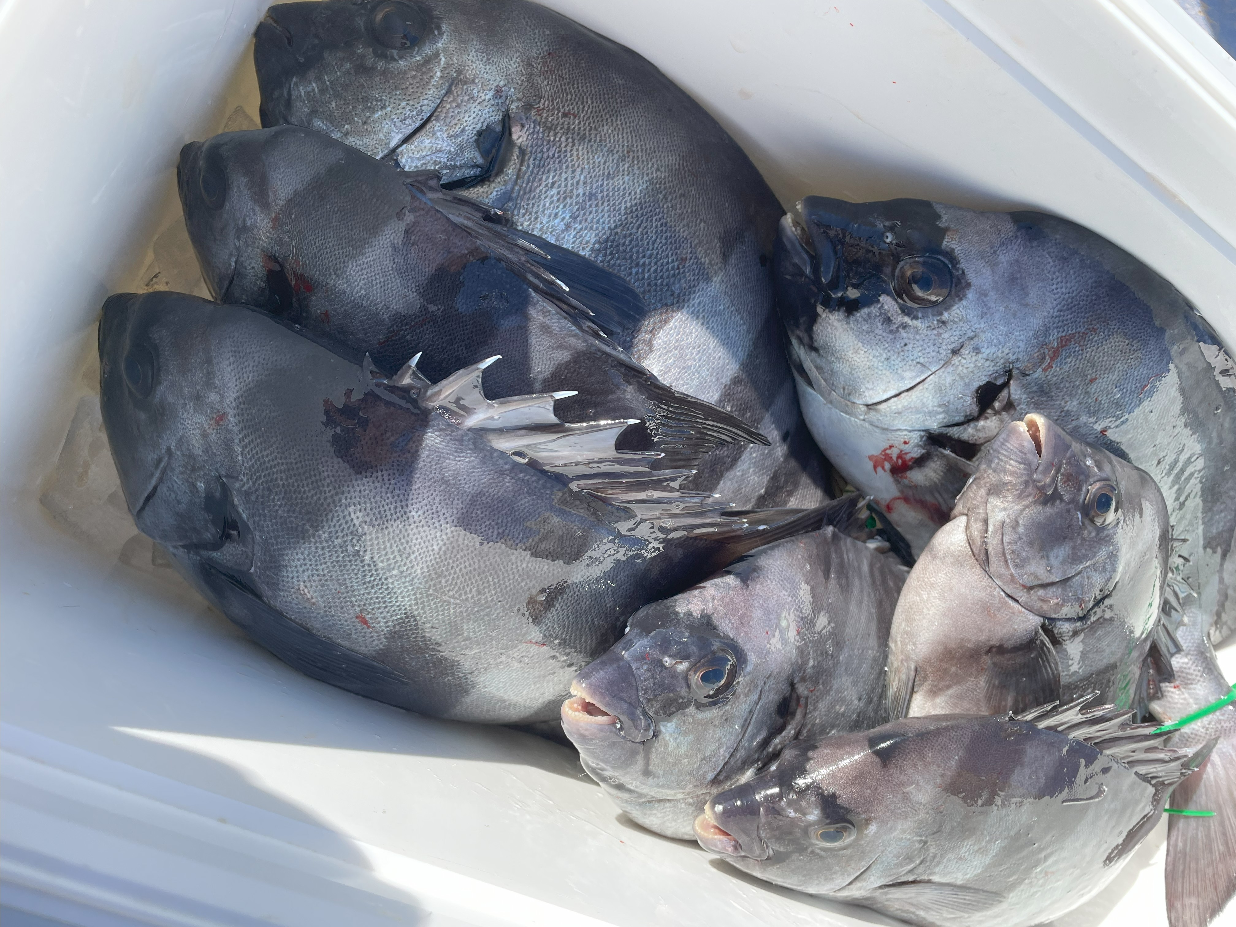 釣果