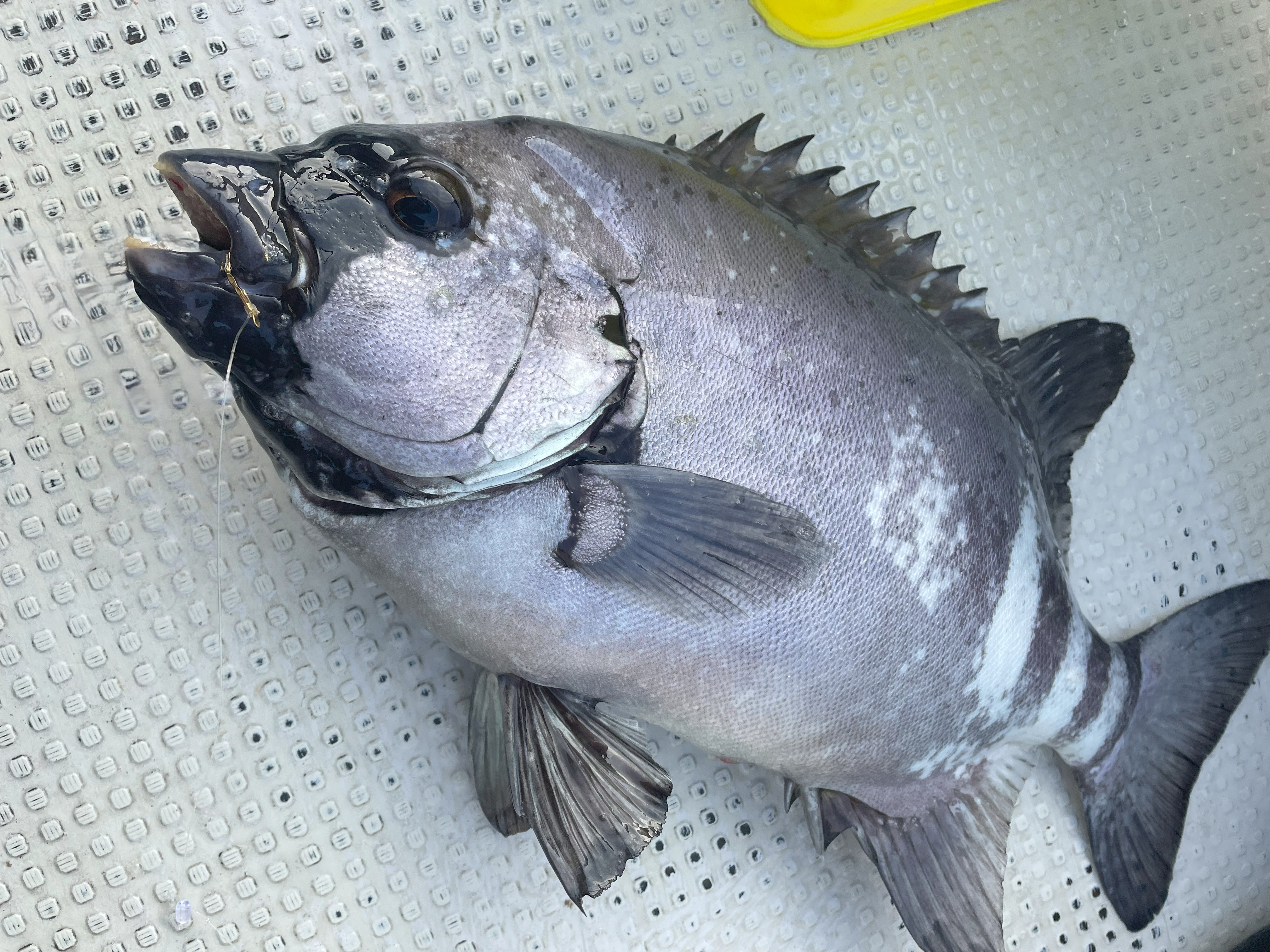 釣果